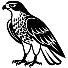 The hawk is standing on the ground on a white background