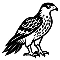 Obraz premium The hawk is standing on the ground on a white background