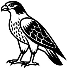 Obraz premium The hawk is standing on the ground on a white background