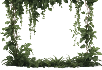 Vine plant jungle climbing isolated on transparent background Vine plant frame