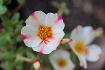 Portulaca umbraticola portulaka