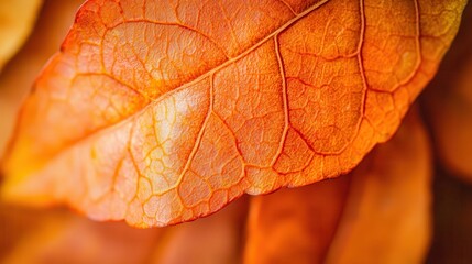 Obraz premium A macro shot of vibrant orange fall leaves, capturing the intricate details and textures of the veins and edges