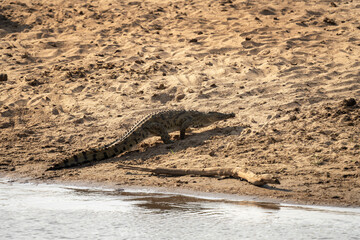 Nile crocodile on the river bank. Crocodile near the river Limpopo during safari in Kruger national park. Croc is walking out of the water. 