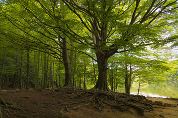 Un majestuoso árbol con grandes raíces expuestas se alza junto al embalse de Santa Fe en Montseny, Cataluña, rodeado de un denso bosque de árboles altos.