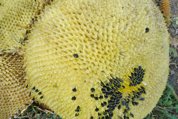 Black sunflower seeds close-up, sunflower oil production.