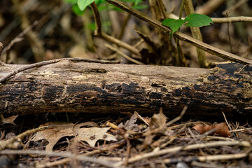 Dried tree wood in the forest.