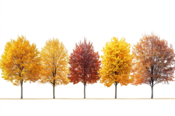 Row of colorful autumn trees isolated on transparent background. Fall season