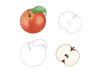 Apple drawn vector