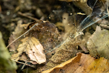 Spider web on leaves in the forest.