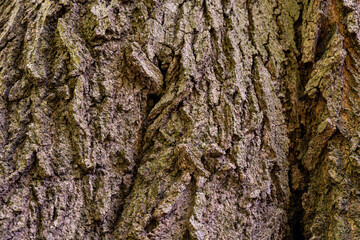 Wooden bark of tree brown background texture.