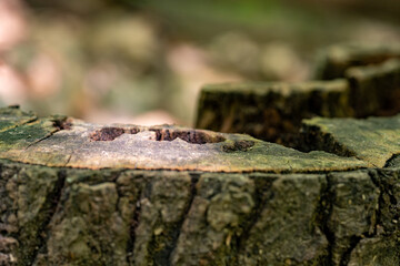 Cut tree stump in the forest close up.