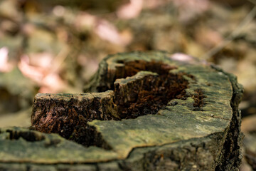 Cut tree stump in the forest close up.