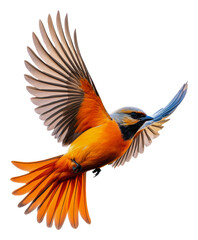 Vibrant bird mid-flight with colors, cut out - stock png.