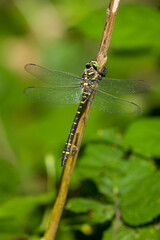 black an yellow stripe Dragonfly on a stick. Vertical portrait an open wings