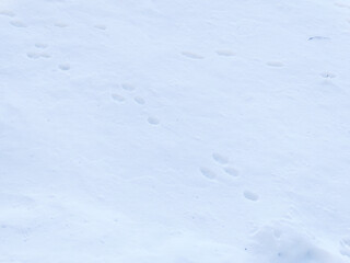 Hare's paw prints in the snow. Animals trace, paws footprints in the forest in winter white snow with winter evening light, Finland, Espoo, Soumenoja