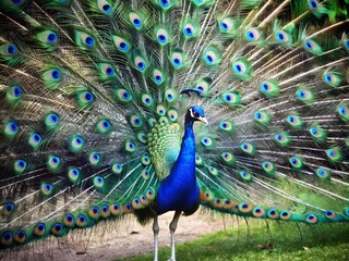 Obraz premium Peacock with fanned tail, peacock with feathers