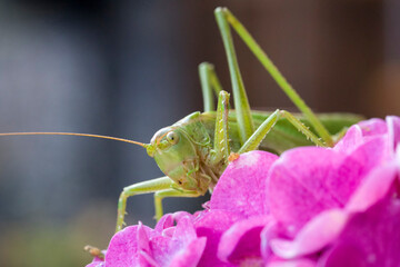Green grasshopper on pink petals. Macro shot of a beautiful creature