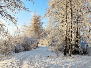 Winter road runs between the frozen trees. Magic rays of the sun fall on the branches of trees. Beautiful winter landscape banner.