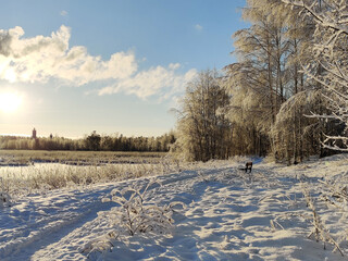 Winter road runs between the frozen trees. Magic rays of the sun fall on the branches of trees....