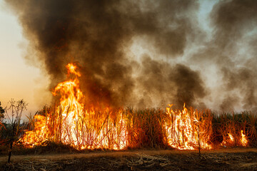 Burning sugarcane fields leads to global warming and climate change in Thailand.