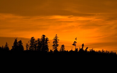 Sunset over the forest in Czech republic in hot summer. Copy space for placement of text. 