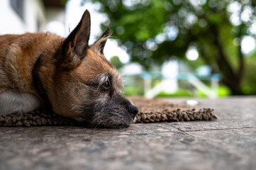 A dog lying down on the front porch
