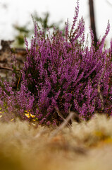 Obraz premium close up of erica carnea 