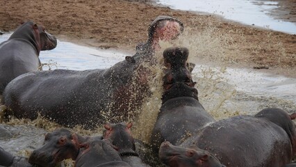bagarre entre deux magnifiques et puissants hippopotames dans l'eau
