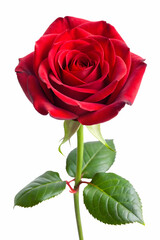 Fototapeta premium red rose isolated on white background