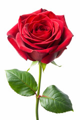 Naklejka premium red rose isolated on white background
