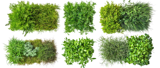 Set of top view, lush green grass patches showcasing diverse textures and shades isolate on transparent background, cutout, png