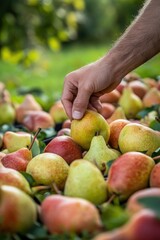 A hand and a pile of fresh pear closeup view on lawn in orchard with trees