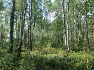 Rekyva forest during sunny summer day. Pine and birch tree woodland. Blueberry bushes are growing in woods. Sunny day with white and gray clouds in sky. Summer season. Nature. Rekyvos miskas.