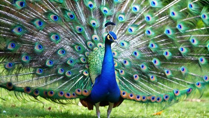 Peacock with fanned tail, peacock with feathers