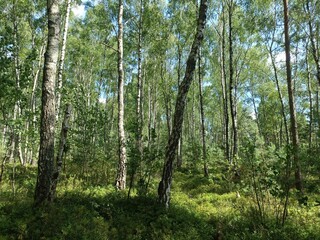 Rekyva forest during sunny summer day. Pine and birch tree woodland. Blueberry bushes are growing in woods. Sunny day with white and gray clouds in sky. Summer season. Nature. Rekyvos miskas.