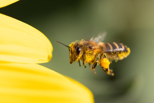 Macro shot of a bee covered in pollen approaching a yellow flower, highlighting the essential role of pollinators in nature