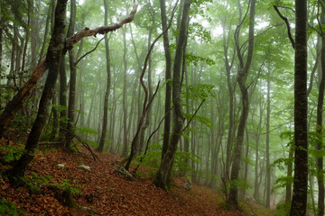 Foret