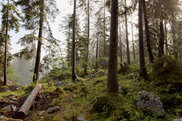 Foret