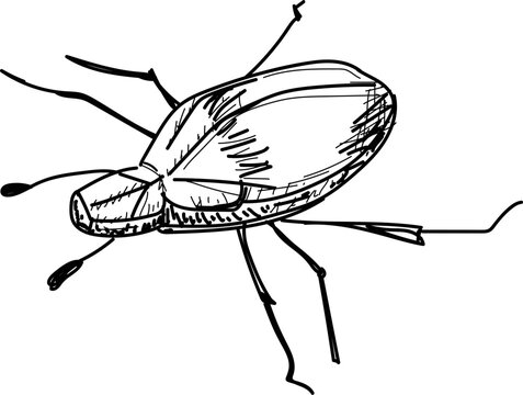 recommend clip art: insect, insect picture, insect icon, insect about to fly, insect line art,