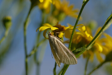Bright moth is sitting  on yellow flowers