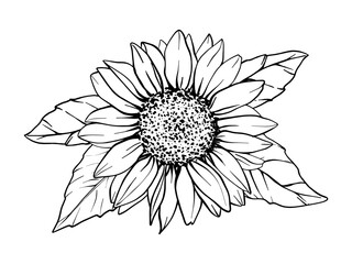 Sunflower vector flower illustration with leaves. Plant drawing in line art style. Flower Sketch painted by black inks. Botanical Graphic engraving design. EPS10