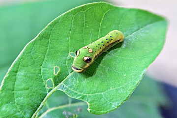 Spicebush Swallowtail butterfly (Papilio troilus) caterpillar feeding on the leaf of a Spicebush in a late summer Michigan garden 