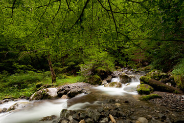 Torrent foret