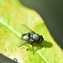 Lucilia sericata soaking up the sunlight on a leaf