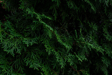 Close up of thick green coniferous thuja branches.