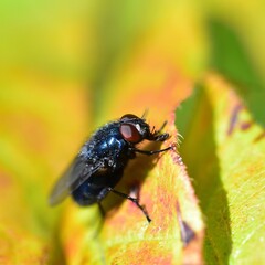 Calliphora vomitoria covered in pollen