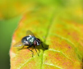 Lucilia sericata soaking up the sunlight on a leaf
