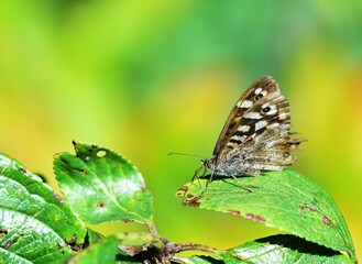 Speckled Wood enjoying the sun whilst resting