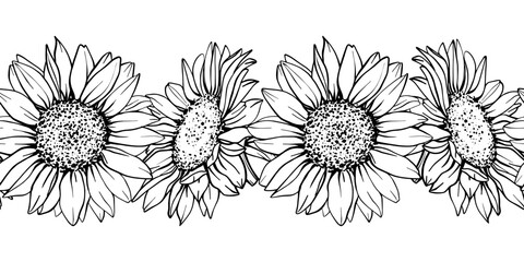 Sunflower seamless border. Hand draw Sketch pen and ink vintage vector illustration on white background. Botanical graphic engraving design