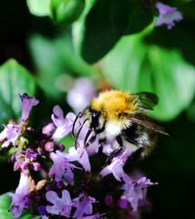 Wild Bee collecting pollen from a wild Basil flower